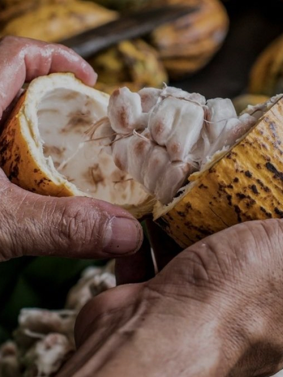 Cabosse Naturals